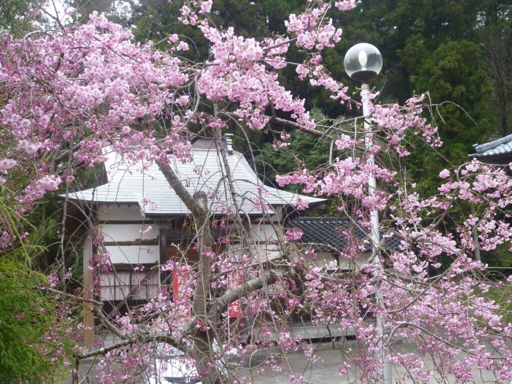 雲居寺の桜