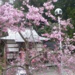 雲居寺の桜